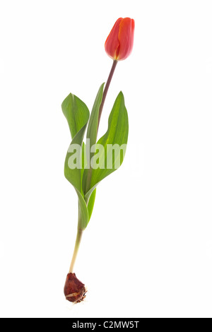 pink tulip isolated on white background Stock Photo