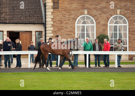 2 yr old racehorses in the outside parade ring before being sold at Tattersalls racehorse auctioneers, Newmarket Suffolk, UK Stock Photo
