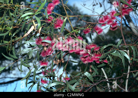 Red-flowered Mallee- Eucalyptus erythronema - Family Myrtaceae Stock ...