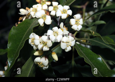Sweet Pittosporum/ Victorian Box- Pittosporum undulatum- Family Pittosporaceae Stock Photo