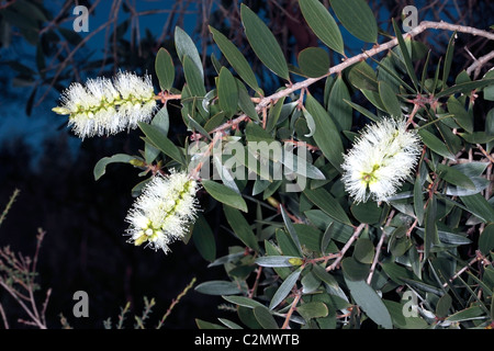 Broad-leaved Paperbark- Melaleuca quinquenervia- Family Myrtaceae Stock Photo