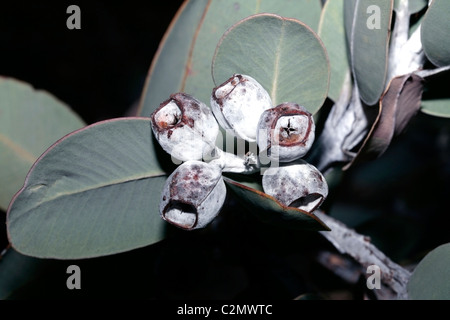Tallerack/Mealy Gum/Silver Matlock/White Matlock/White-leaved Matlock fruits-Eucalyptus pleurocarpa[syn.E. tetragona]-Myrtaceae Stock Photo