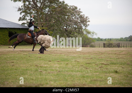 Gaucho argentina lasso hi-res stock photography and images - Alamy