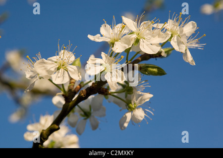 Victoria Plum blossom, Prunus Domestica Stock Photo