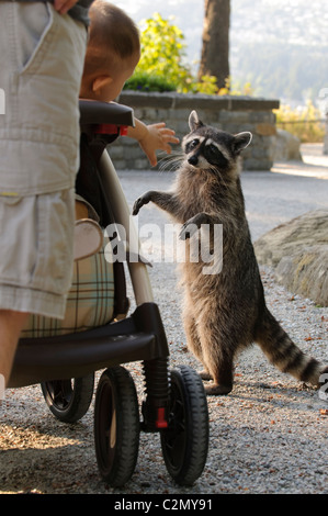 Northern raccoon (Procyon lotor) begging for food with child reaching out hand. Stock Photo