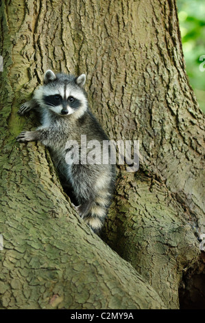 Young Northern raccoon (Procyon lotor) in a tree, Stanley Park, Vancouver, Canada Stock Photo