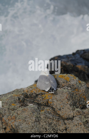 Herring Gull Larus argentatus on rocks above sea, St Ives Island Cornwall Stock Photo
