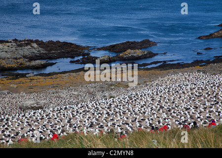 The massive breeding colony of black-browed albatrosses on Steeple Jason Island, West Falklands Stock Photo