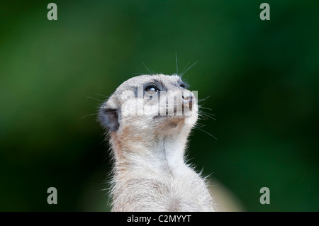 �����峾ä�ԲԳ����� ,Suricata Suricatta, Meerkat Stock Photo