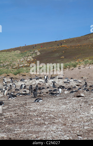 Small gentoo colony on Steeple Jason Island, West Falklands Stock Photo