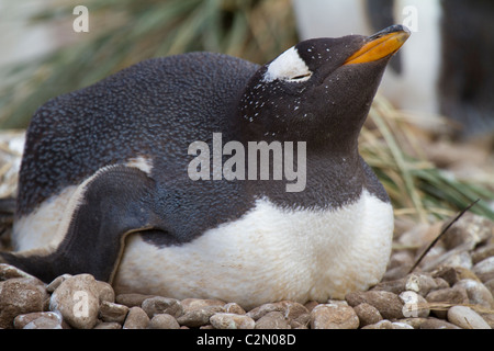 Nesting Gentoo penguin, Steeple Jason Island, West Falklands Stock Photo