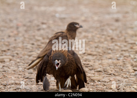 A show of aggression from a striated caracara, Steeple Jason Island, West Falklands. Stock Photo