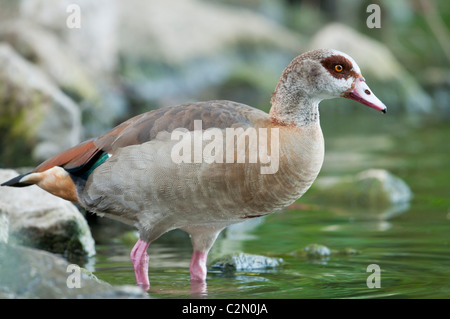 Nilgans, Alopochen aegyptiacus, Egyptian goose Stock Photo