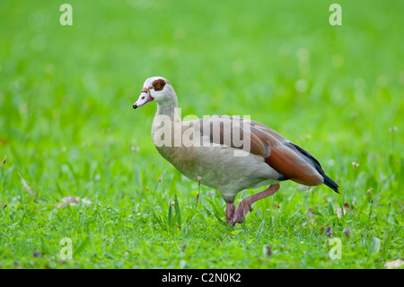 Nilgans, Alopochen aegyptiacus, Egyptian goose Stock Photo