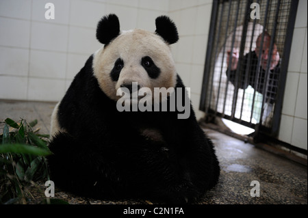 Tian Tian in Bifengxia Panda Base. Edinburgh Zoo to receive two giant pandas through loan program with China.05-Apr-2011 Stock Photo