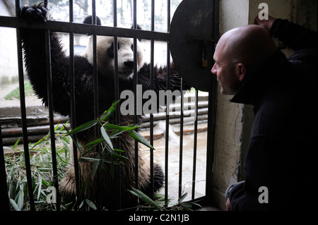 Reporter Simon Parry approaches to Yangguang in Bifengxia Panda Base, Yaan, Sichuan, China. 05-Apr-2011 Stock Photo