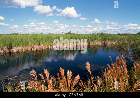 Sawgrass and other wetlands vegetation add to the wild beauty of the Big Cypress National Preserve that adjoins Everglades National Park in Florida. Stock Photo