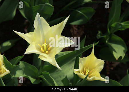 tulip 'Tres Chic' in Keukenhof Stock Photo