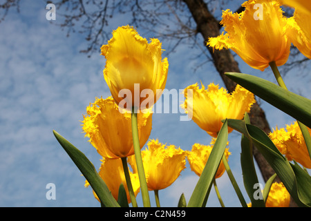 yellow tulips in Keukenhof over sky background Stock Photo