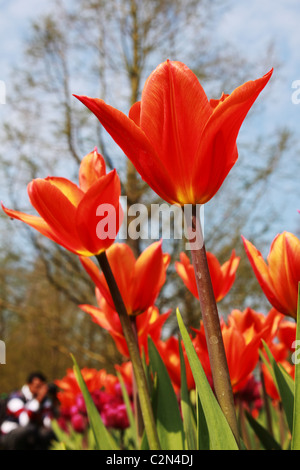 Red tulips over garden background. Red colorful tulip Stock Photo - Alamy