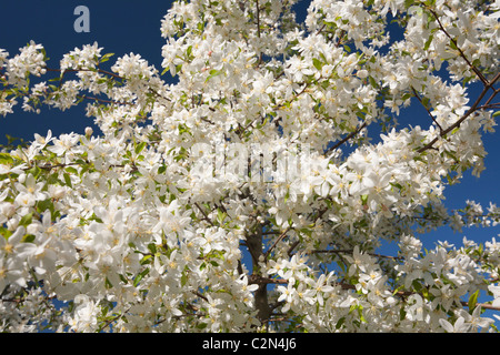 In Spring, the abundant white flowers of a blossoming crab apple tree (Malus transitoria). Stock Photo