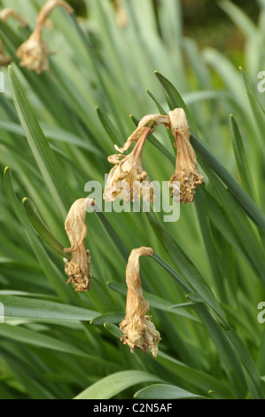 Withered daffodils. Stock Photo