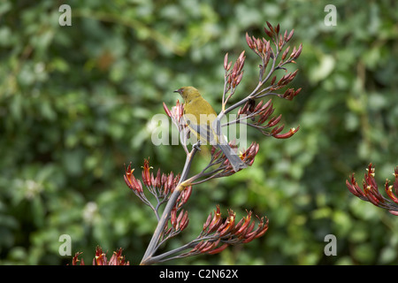 Bellbird (Anthornis melanura) in flax plant, South Island, New Zealand Stock Photo