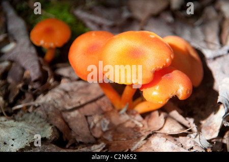 Hygrocybe miniata or vermilion waxcap mushrooms growing on the forest floor at Bon Echo Provincial Park in Ontario, Canada. Stock Photo