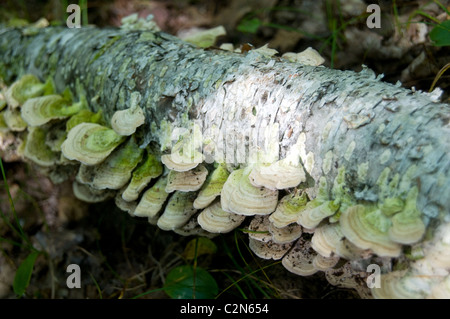 A cluster of edible wild Reishi mushrooms growing on a fallen birch log in the forest at Bon Echo Provincial Park in southern Ontario, Canada. Stock Photo