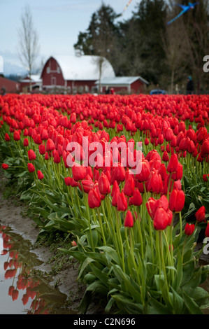 Tulip Fields Of Mt. Vernon, Skagit County, Wa. Close-up Soft Focus 