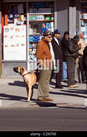 African American Gentleman with a large brown dog on a leash waits on a street corner in Harlem, New York City. Stock Photo