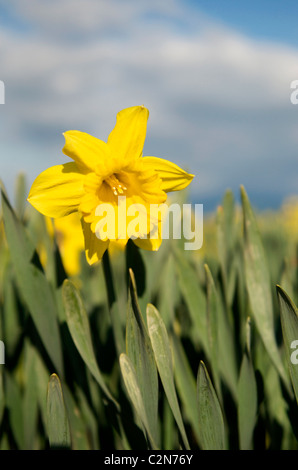 One daffodil in field Stock Photo