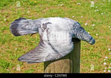Dead pigeon lying on roadside post - France. Stock Photo