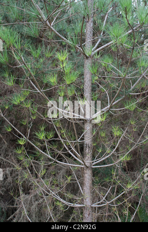 Corsican pine, Pinus nigra var. maritima, growing in Thetford Forest, Norfolk, UK Stock Photo