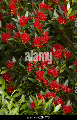 Rata tree in flower - (Metrosideros umbellata), Dunedin, South Island, New Zealand Stock Photo