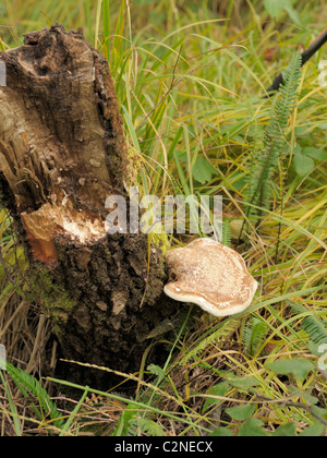 Birch Polypore or Razorstrop Fungus, Piptoporus betulinus Stock Photo