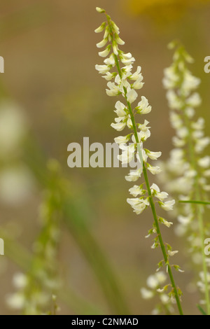 White Melilot, melilotus albus Stock Photo
