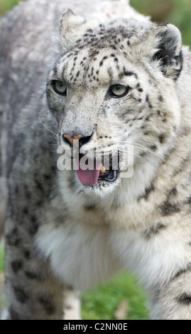 Female snow leopard Stock Photo