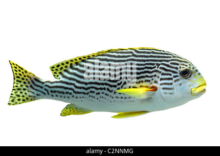 Yellow-banded sweetlips fish Plectorhinchus lineatus in front of white background Stock Photo