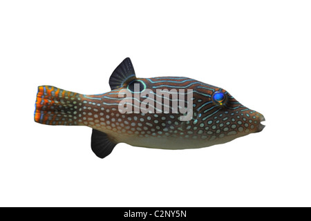 canthigaster solandri in front of white background Stock Photo