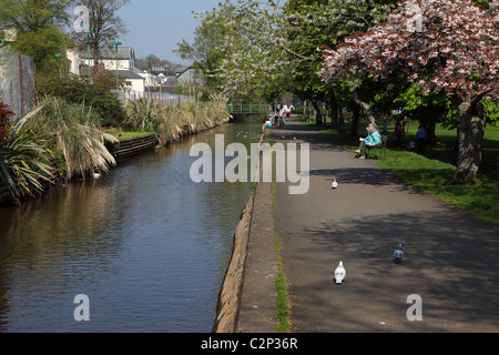 A sunny spring day along Tavistock canal Devon England UK Stock Photo
