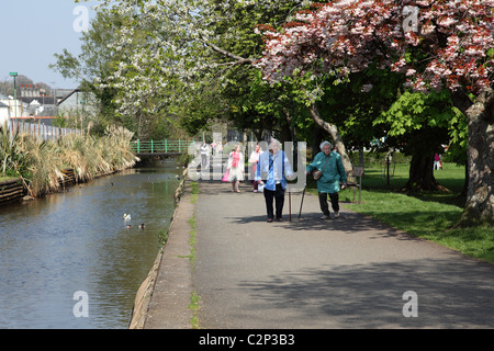 A sunny spring day along Tavistock canal Devon England UK Stock Photo