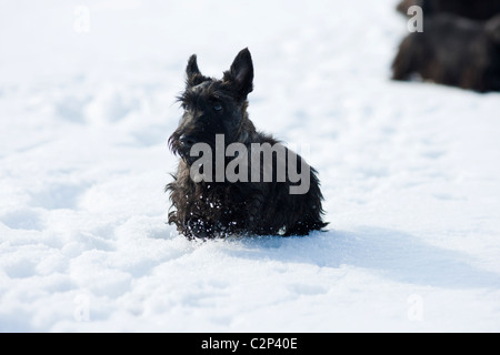 Scottish terrier puppy running in the snow Stock Photo