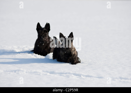 Scottish terriers playing on a snowy field Stock Photo