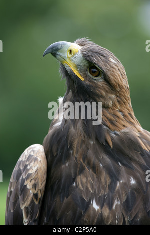 Close-up of Scottish [Golden Eagle] [Aquila chrysaetos] looking upwards to the sky and showing side view of head and beak Stock Photo