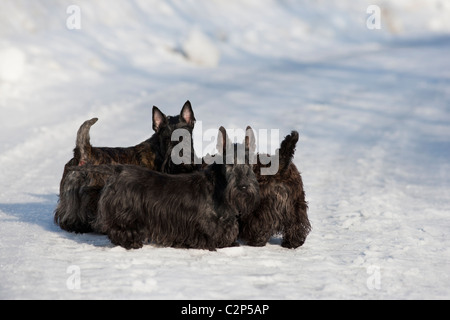 Scottish terriers on snowy road Stock Photo