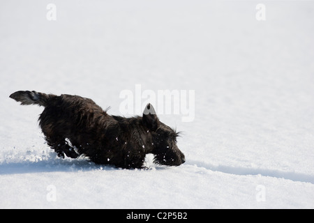 Scottish terrier puppy in the snow Stock Photo