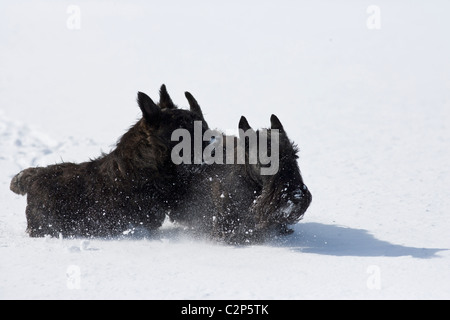 Scottish terriers playing in the snow Stock Photo