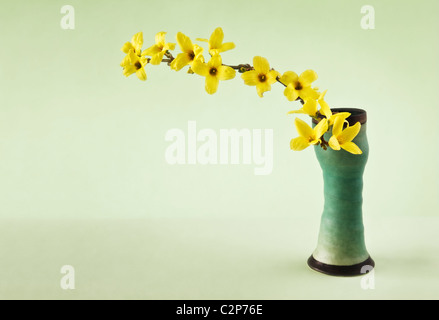 Forsythia in green vase on plain background with plenty copy space Stock Photo