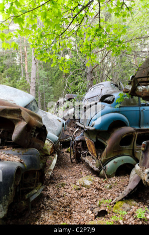 Cars at Junkyard in nature setting, Sweden Stock Photo